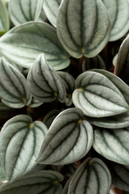 Close-up of colored plant leaves