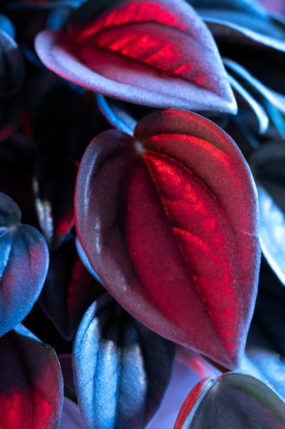 Free photo close-up of colored plant leaves