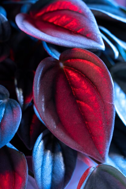 Close-up of colored plant leaves