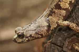 Foto gratuita primo piano di un colorato aneides ferreus , salamandra annebbiata han