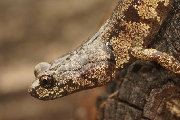 Close up of  a colorful Aneides ferreus , Clouded salamander han