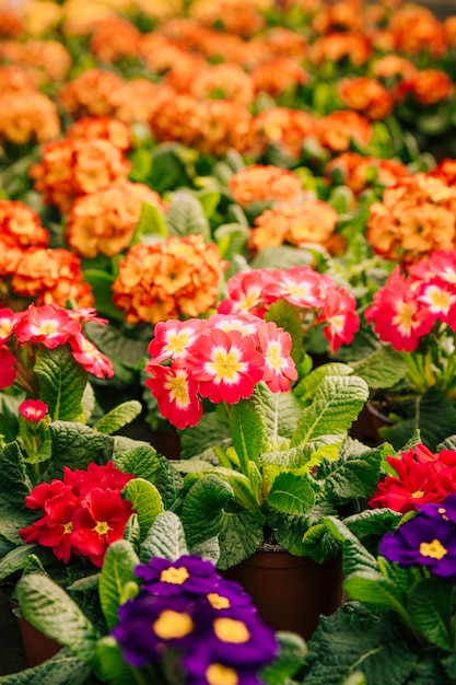 Крупный план красочных красивых цветов в саду