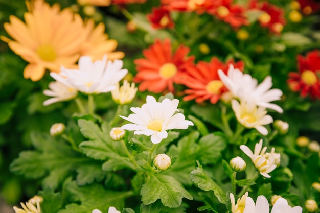 庭のカラフルな菊の花のクローズアップ