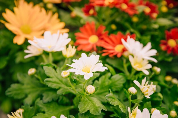 Close-up of colorful chrysanthemum flowers in the garden