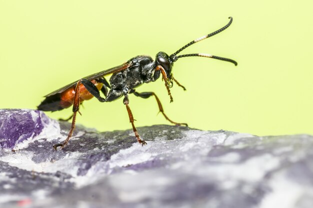 Close up of colorful insect with long antennas