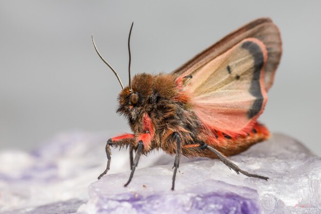 Close up of colorful insect