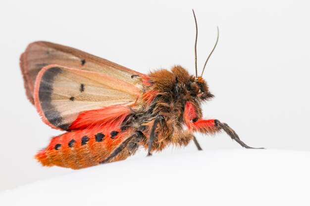 Close up of colorful insect