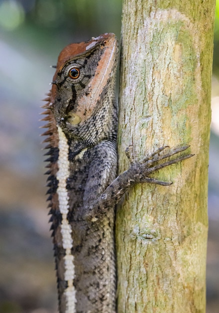 Close up of colorful reptile on tree