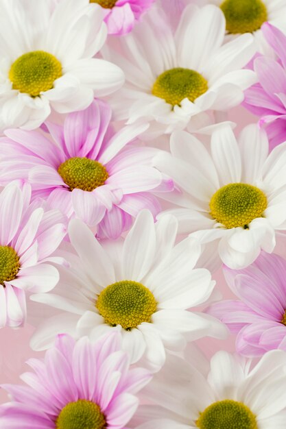 Close-up of colorful spring daisies