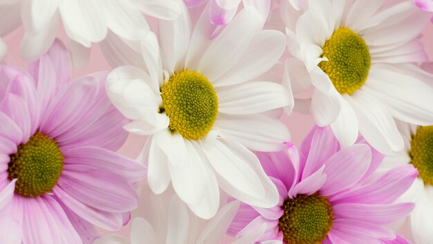 Close-up of colorful spring daisies