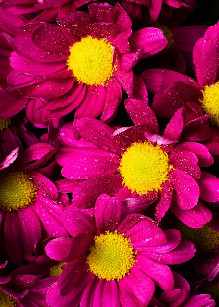 Close-up colorful spring flowers