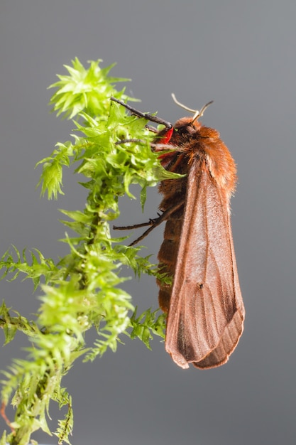 カラフルな翼のある昆虫のクローズアップ