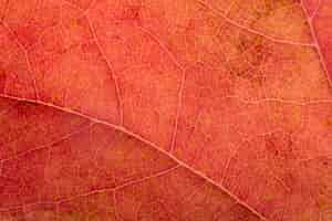 Free photo close-up colourful autumn leaf concept