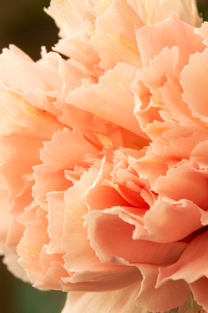 Close-up coral colored flower