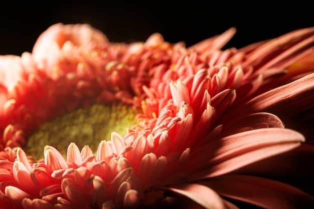 Close-up of coral colored plant