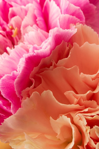 Close-up coral and pink colored flowers