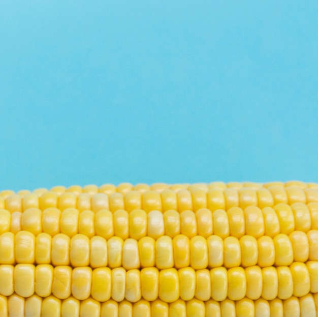 Крупный план кукурузы початки на синем фоне