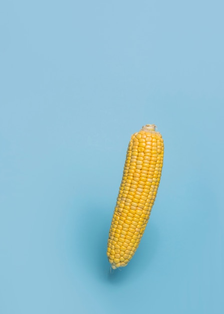 Close-up of a corn cob on blue background