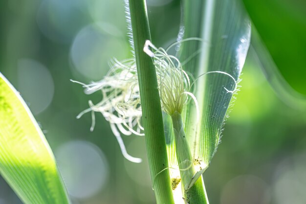 とうもろこし植物、ぼやけた背景の若いトウモロコシのクローズアップ。