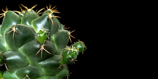 Close Up Coryphantha Elephantidens Cactus Plant Isolated on Black Background