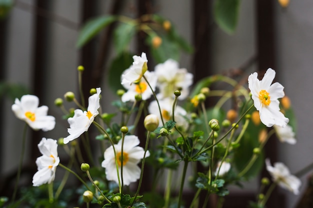 Close-up of cosmos bipinnatus flowering plant