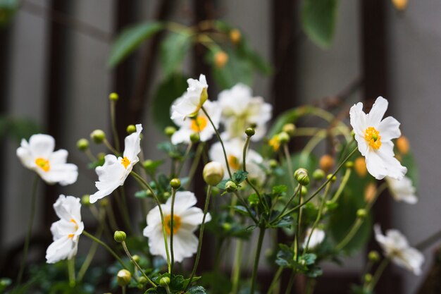 コスモスbipinnatusの開花植物のクローズアップ