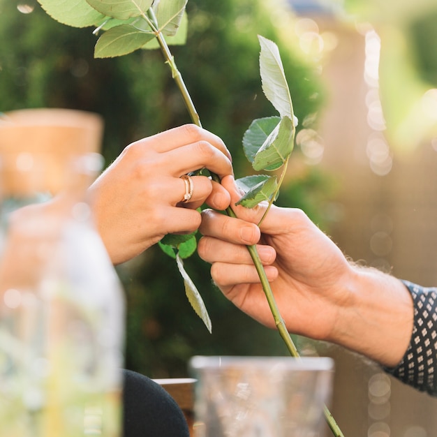 Free photo close-up of couple's hand holding rose green stem