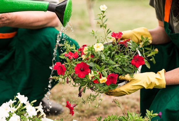 Close-up couple watering flowers