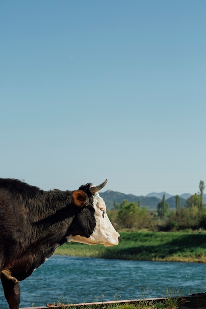 Close-up cow by the lake