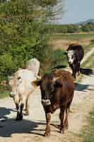Foto gratuita mucche del primo piano che camminano sulla strada non asfaltata
