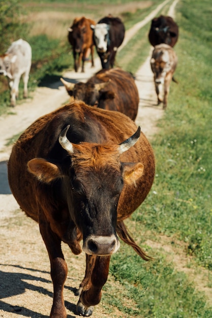 Крупным планом коров, идущих по грунтовой дороге