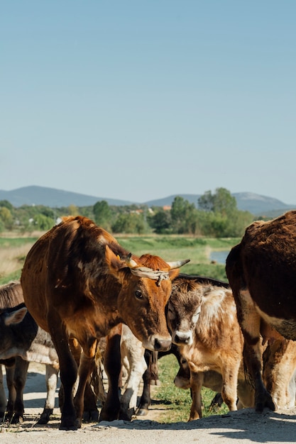 Close-up cows walking on dirt road