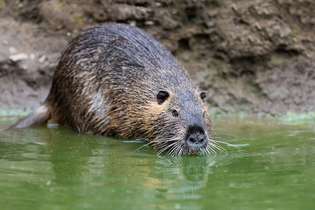 Foto gratuita primo piano di nutria nel fiume