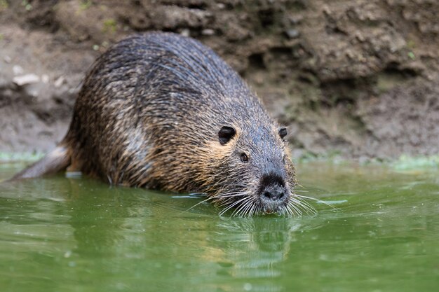 Close up of coypu in river