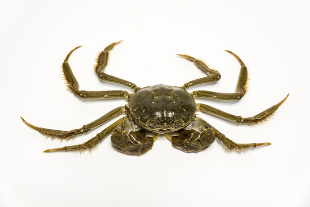 Close-up of crab with claws