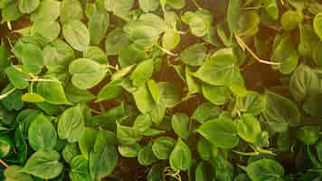 Free photo close-up of creeper with fresh green leaves