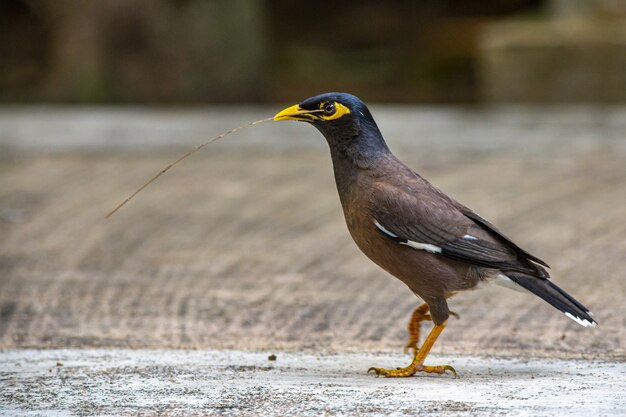 cridotheres tristis 새의 클로즈업