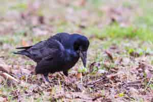 Free photo close up of crow in the grass