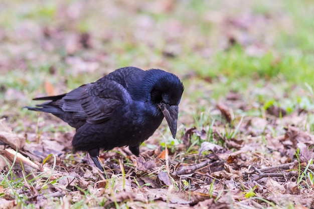 草の中のカラスのクローズアップ