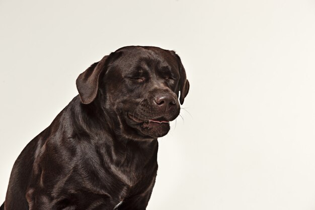 Макро плачущее лицо собаки