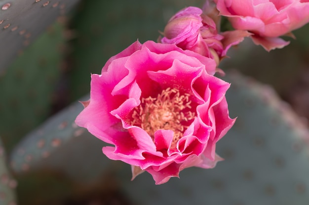 Close up of cuctus in bloom with pink flowers.