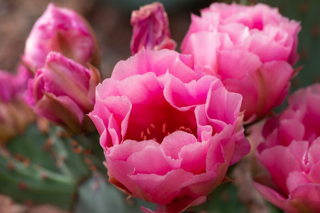 Close up of cuctus in bloom with pink flowers.