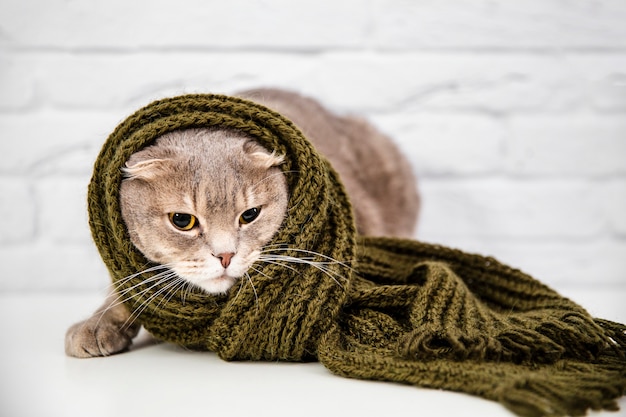 Foto gratuita chiuda sul gatto sveglio in sciarpa verde