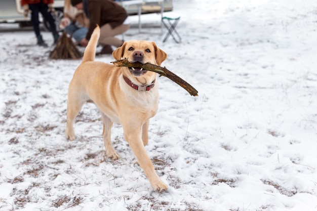 棒を保持しているかわいい犬をクローズアップ