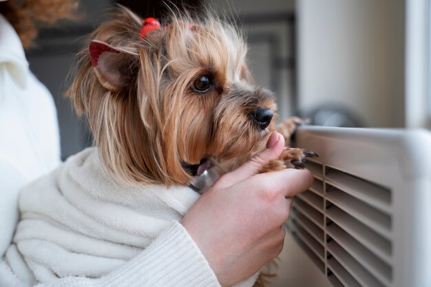 Close up cute dog near heater