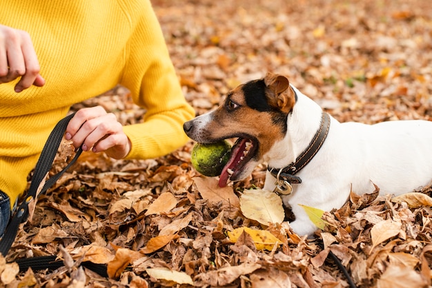 Крупным планом милая собака играет с мячом