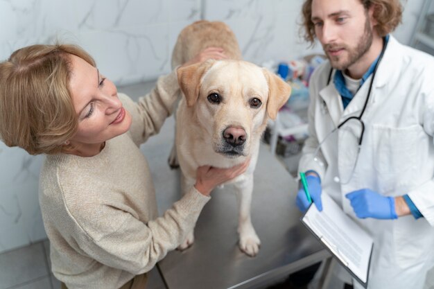 Close up cute dog at vet check-up