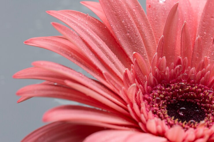 Free Photo close-up cute flower of gerbera 