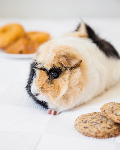 Free photo close-up of cute guinea pig and cookies