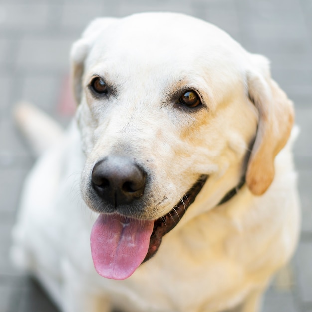 Free photo close-up of cute labrador with tongue out